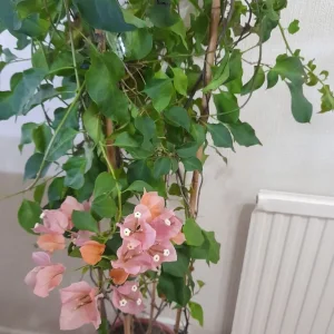 Pretty Bougainvillea - Image 3
