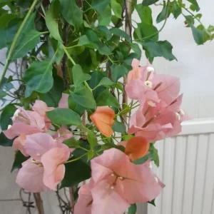 Pretty Bougainvillea