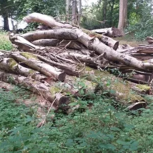 Firewood – ash trees, seasoned and ready - Image 2
