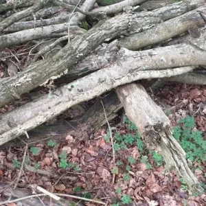 Firewood – ash trees, seasoned and ready - Image 3
