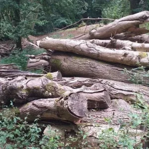 Firewood – ash trees, seasoned and ready - Image 4