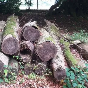 Firewood – ash trees, seasoned and ready - Image 5