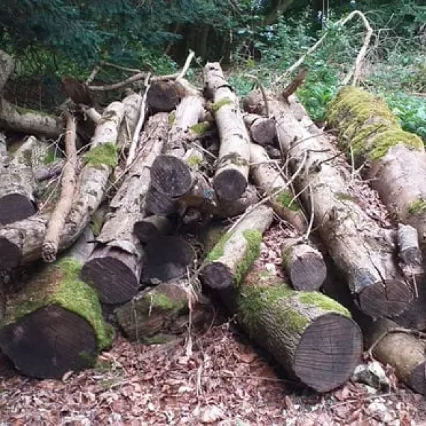 Firewood – ash trees, seasoned and ready