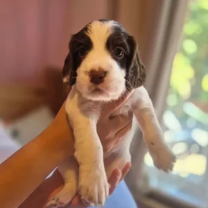 Springer spaniel puppies - Image 2