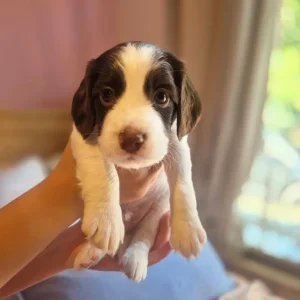 Springer spaniel puppies - Image 3