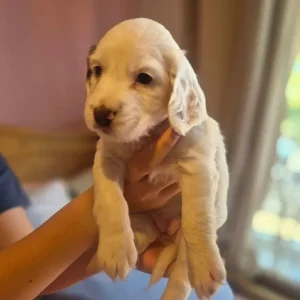 Springer spaniel puppies - Image 4