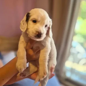 Springer spaniel puppies - Image 5