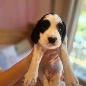 Springer spaniel puppies - Image 7