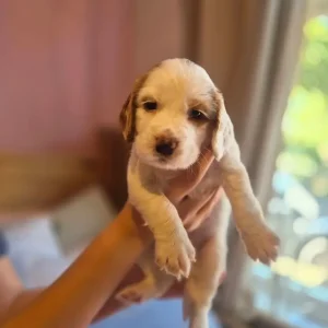 Springer spaniel puppies - Image 8