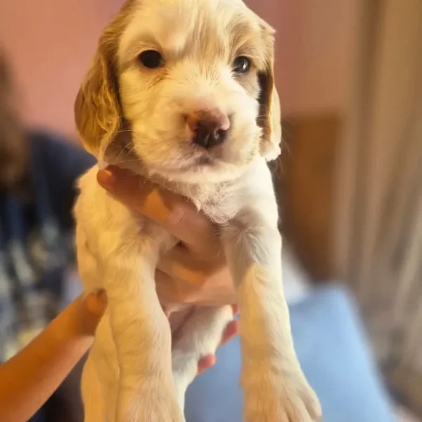 Springer spaniel puppies
