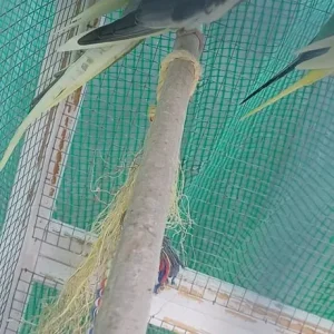 3 cocketiels - Image 2