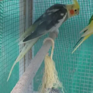 3 cocketiels - Image 3