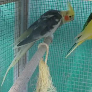 3 cocketiels - Image 4