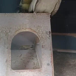 3 cocketiels - Image 5
