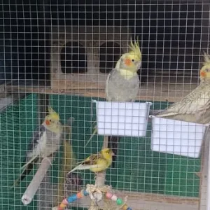 3 cocketiels