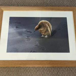 LEAVE ONLY FOOTPRINTS - in wooden frame - highly commended in Wildlife Photographer of the Year 2009 - Image 3