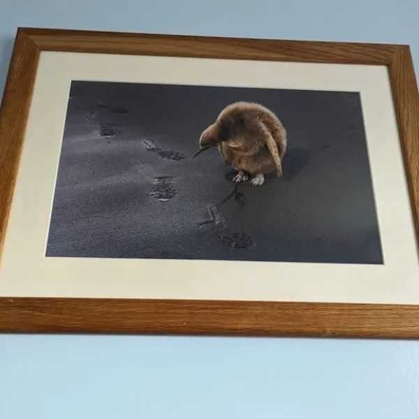 LEAVE ONLY FOOTPRINTS - in wooden frame - highly commended in Wildlife Photographer of the Year 2009