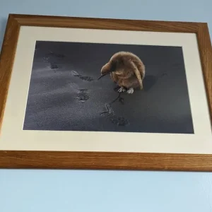 LEAVE ONLY FOOTPRINTS - in wooden frame - highly commended in Wildlife Photographer of the Year 2009