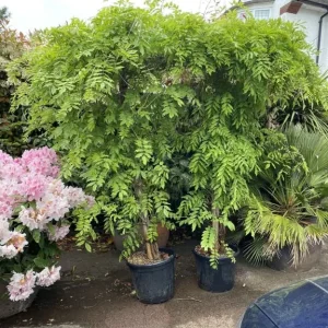 Wisterias on Bamboo Roof Frames - Image 2