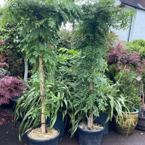 Wisterias on Bamboo Roof Frames - Image 4