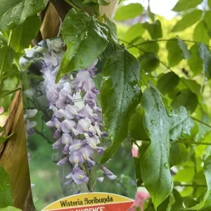 Wisterias on Bamboo Roof Frames - Image 5