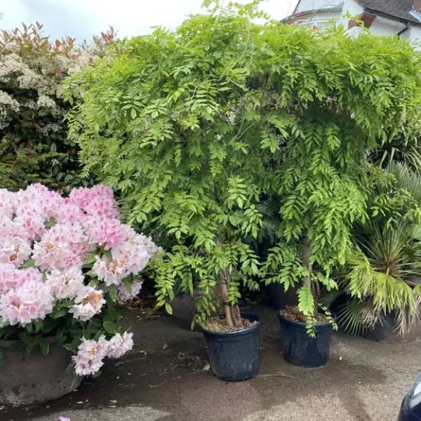 Wisterias on Bamboo Roof Frames