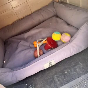 Dog house keter kennel - Image 3