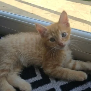 Ginger Kitten - Image 2