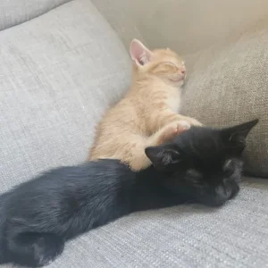 Ginger Kitten - Image 3