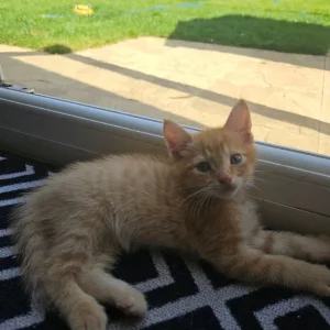 Ginger Kitten - Image 4