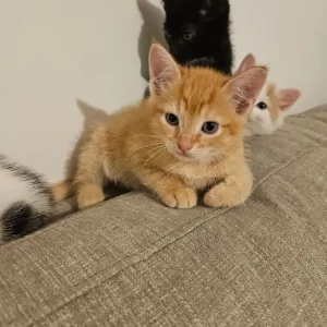 Ginger Kitten