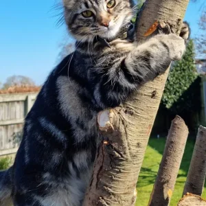 11-month-old domestic long hair cross main coon, neutered male - Image 2