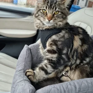 11-month-old domestic long hair cross main coon, neutered male - Image 6