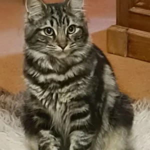 11-month-old domestic long hair cross main coon, neutered male