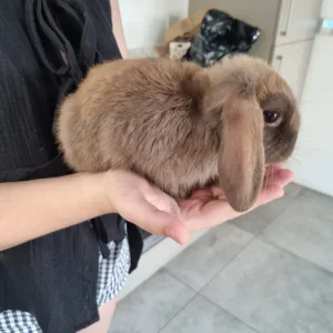 10 week old female rabbits - Image 2
