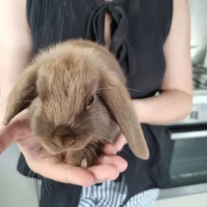 10 week old female rabbits - Image 3