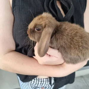 10 week old female rabbits - Image 4