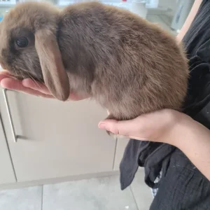 10 week old female rabbits
