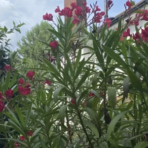 Orleander Plants in XL Planters - Image 2