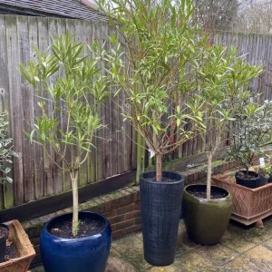 Orleander Plants in XL Planters - Image 3