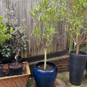 Orleander Plants in XL Planters - Image 4