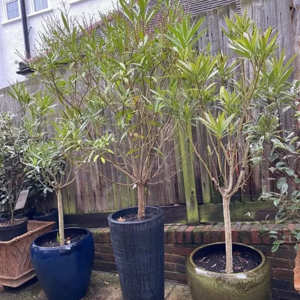 Orleander Plants in XL Planters