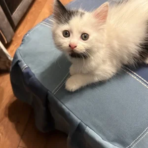 Kitten - Image 3