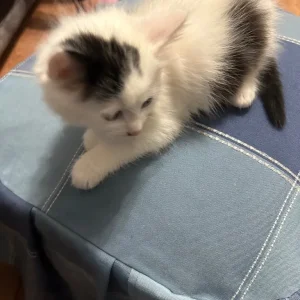 Kitten - Image 4