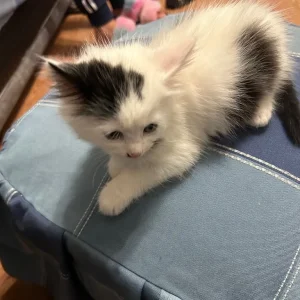 Kitten - Image 5