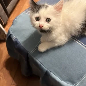 Kitten