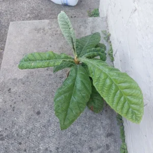 Ssamall loqcote tree 🌳 - Image 2