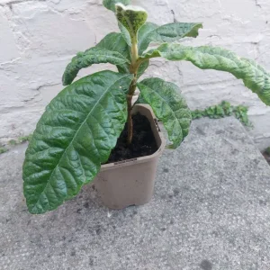 Ssamall loqcote tree 🌳