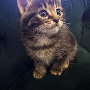 4 kittens, 5 weeks old - Image 2