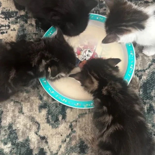 4 kittens, 5 weeks old